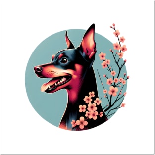 Miniature Pinscher Delights in Spring Cherry Blossoms Posters and Art